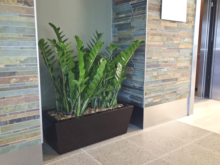 Plants In Lobby Greenleaf Interior Plant Solutions