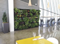 Plants Gallery - Greenleaf Interior Plant Solutions