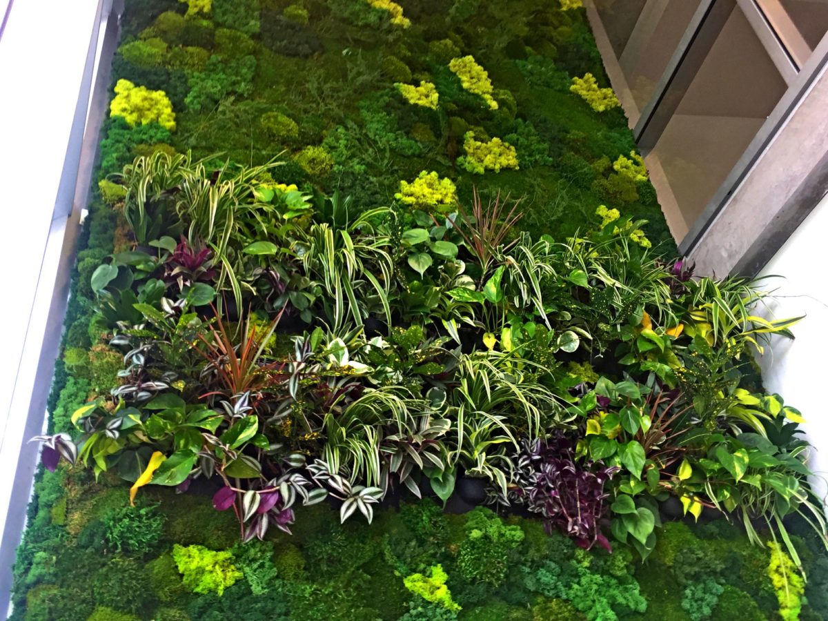 moss wall, living wall, live wall, green wall, plant wall, vertical ...