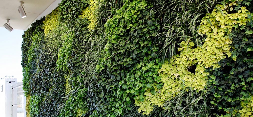 Is a Green Wall more than an aesthetic feature in San Diego?