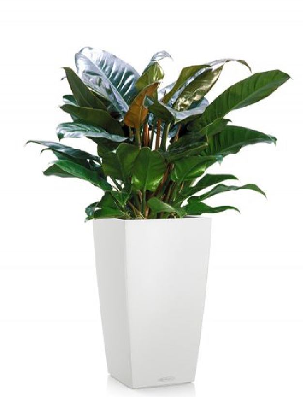 Bird of Paradise Plant Potted In Rondo Red Planter