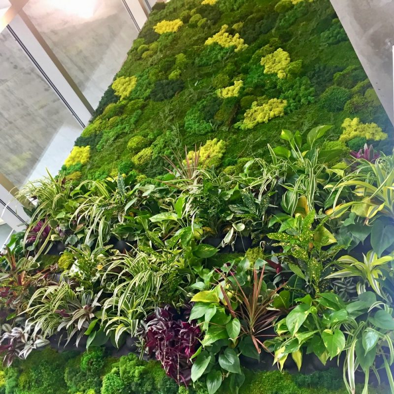 Moss Logos - Greenleaf Interior Plant Solutions