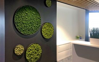 Why Are Preserved Moss Walls So Popular?